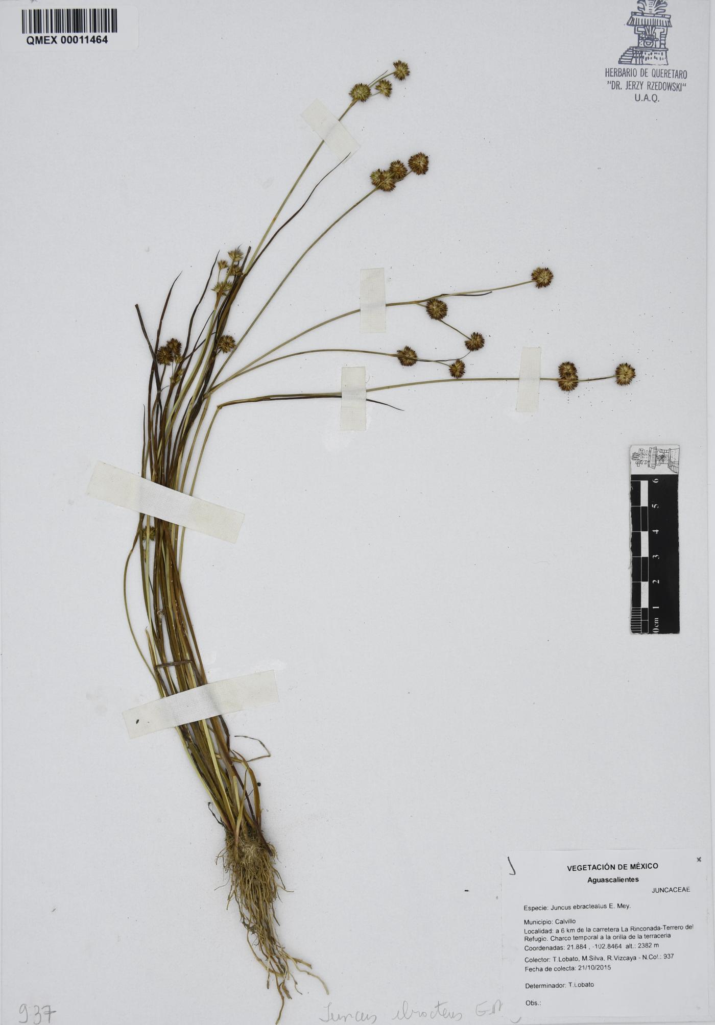 Juncus ebracteatus image